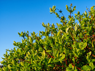 Zielone krzewy na tle niebieskiego nieba © KRIS-ART