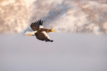 The Steller's sea eagle, Haliaeetus pelagicus  The bird is flying in beautiful artick winter environment Japan Hokkaido Wildlife scene from Asia nature. came from Kamtchatka..