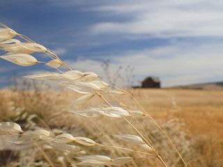 Grain in the wind with abandoned barn