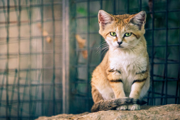 The sand cat (Felis margarita), also known as the sand dune cat sitting on a rock of a zoo, with...