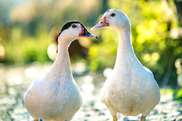 Ducks feed on traditional rural barnyard. Detail of a duck head. Close up of waterbird standing on barn yard. Free range poultry farming concept.