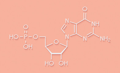 Guanosine monophosphate (GMP, guanylic acid) RNA building block molecule. Guanylate salts are used as umami flavor enhancers in food. Skeletal formula.