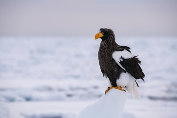 The Steller's sea eagle, Haliaeetus pelagicus  The bird is perched on the iceberg in the sea during winter Japan Hokkaido Wildlife scene from Asia nature. came from Kamtchatka