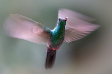 Chalybura urochrysia, Bronze-tailed plumeleteer The Hummingbird is hovering in the dark of the rain forest. Dark background...