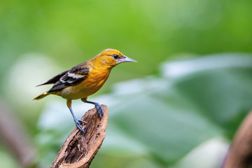 The Baltimore oriole, Icterus galbula The bird is perched on the branch at the beautiful flower in the rain forest America Costa Rica Wildlife nature scene. green background..