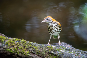 The Wood thrush, Hylocichla mustelina The bird is perched on the branch at the beautiful flower in the rain forest America Costa Rica Wildlife nature scene. green background..