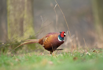 Common pheasant, phasianus colchicus, spring behavior, Europe nature