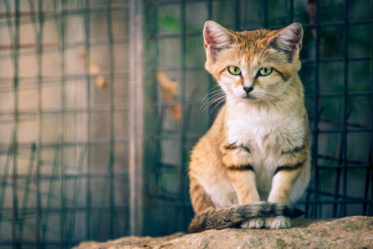 The sand cat (Felis margarita), also known as the sand dune cat sitting on a rock of a zoo, with big green eyes looking straight to the camera.Steel fence in the background.Imprisoned animals concept 
