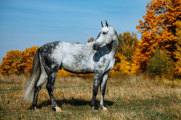 Grey  RHLD breed horse  standing in the field. Exterior photo, breed body type. - Powered by Adobe
