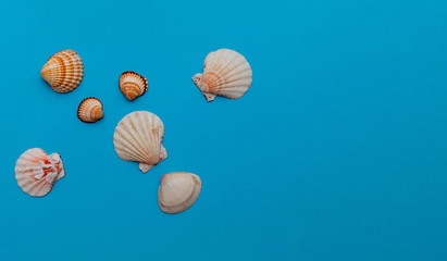 Composition of shells on a blue background. Flat lay, copy space, top view. Summer concept. Sea beach.