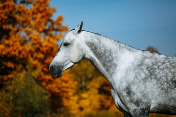 Grey  RHLD breed horse  standing in the field. Exterior photo, breed body type.