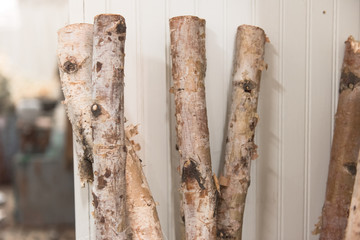 Fototapeta premium birchwood stick