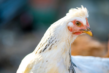 Hens feed on traditional rural barnyard. Detail of a hen head. Close up of chicken standing on barn yard with chicken coop. Chickens sitting in outdoor henhouse. Free range poultry farming concept.