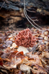 Carolina false morel (Gyromitra caroliniana) growing in leaf litter