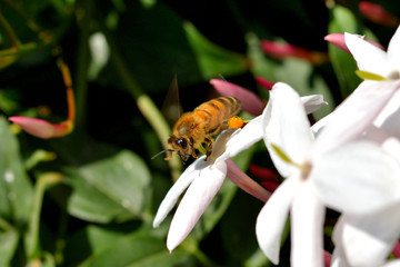 A bee sitting on a flower and feeds on nectar