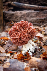 Carolina false morel (Gyromitra caroliniana) growing in leaf litter