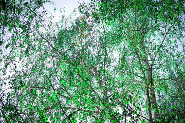 Photo of trees growing 