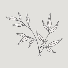 Hand drawn leaves arrangement. Vector botanical illustration, floral brush sketches