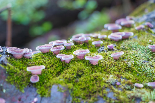 Small ruddy panus mushrooms (Panus neostrigosus) growing on a mossy log