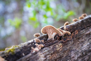 Small ruddy panus mushrooms (Panus neostrigosus) growing on a mossy log