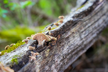 Small ruddy panus mushrooms (Panus neostrigosus) growing on a mossy log