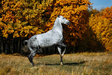 Runaway white grey stallion horse standing on its hind legs in autumn field - 335923123
