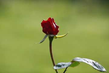 
Card. Beautiful red, scarlet rose in the garden on a sunny day. Copy space for text.