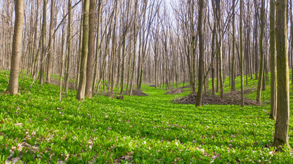 Allium ursinum or bear onion, completely covers the ground in the spring forest.