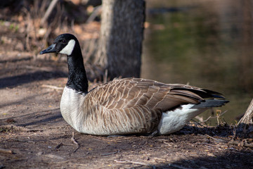 sitting goose