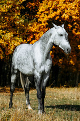 Grey stallion horse walking in the field in late autumn. Animal in motion.