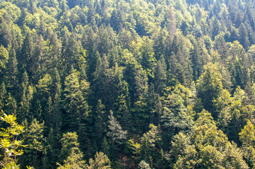 Green trees on the side of a mountain