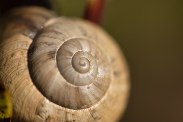 Extreme macro of a snail shell