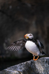 Horned Puffin