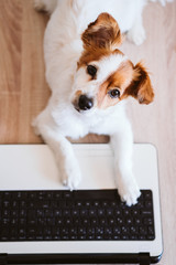 cute jack russell dog working on laptop at home. Stay home. Technology and lifestyle indoors concept top view