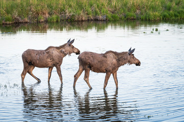 Moose in the Marsh