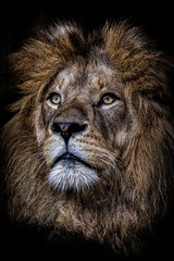 Löwe, Panthera leo
