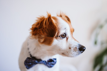 cute jack russell dog working on laptop at home. Elegant dog wearing a bow tie. Stay home. Technology and lifestyle indoors concept