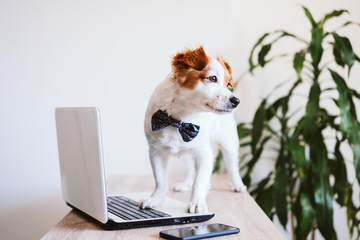 cute jack russell dog working on laptop at home. Elegant dog wearing a bow tie. Stay home. Technology and lifestyle indoors concept