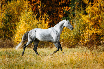 White grey stallion horse running in autumn field