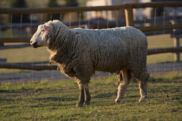 sheep with lamb on farm
