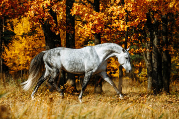 Naklejka na ściany i meble White grey stallion horse running in autumn field