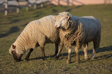 Fototapeta premium sheep with lamb on farm