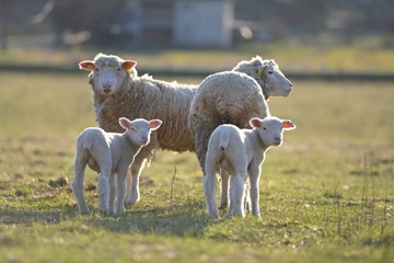 sheep with lamb on farm