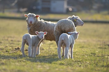 Naklejka na ściany i meble sheep with lamb on farm