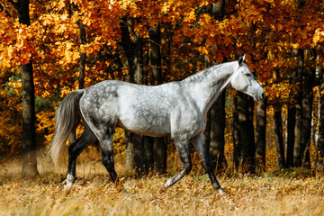 White grey stallion horse running in autumn field