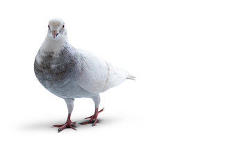 white pigeon on a white background.