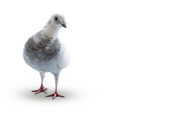 White pigeon on a white background.
