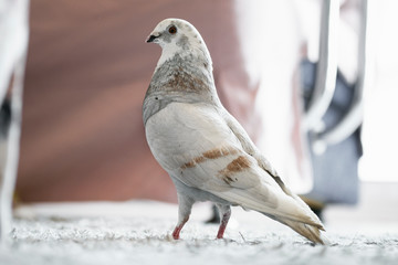 White colored pigeon in home.