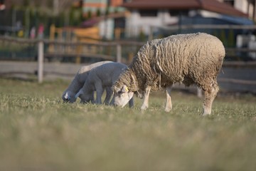 Obraz premium owca z jagnięciną na farmie