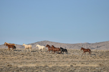 Fototapeta na wymiar Herd of wild horses and foals running with a mountain in the background